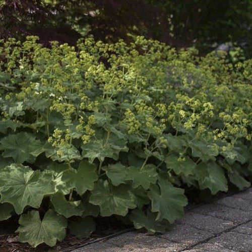 Alchemilla mollis, Lady's Mantle