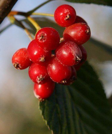 Sorbus aria Lutescens, Whitebeam - Pb28 (1.7/1.9m)