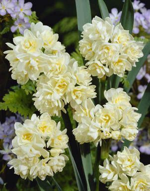 Daffodils - Earlycheer