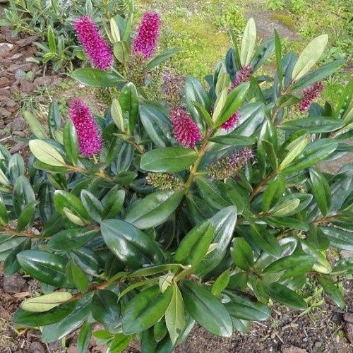 Hebe speciosa, Napuka - Pot