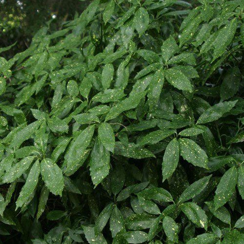 Aucuba Jungle Girl, Japanese Laurel - Pb6.5