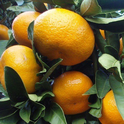 Mandarin Miho - Pb8/Pb10