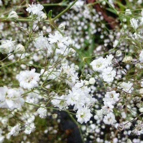 Gypsophila Bristol Fairy, Baby's Breath - Pb6.5