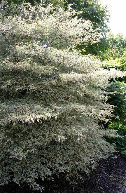 Cornus alternifolia Variegata - 45L