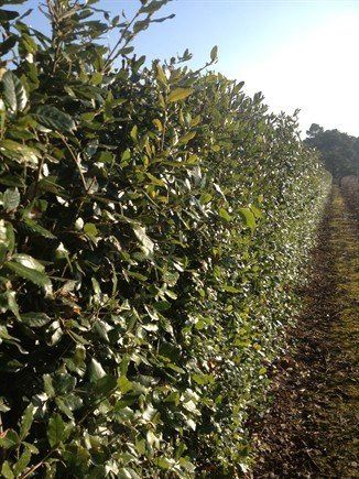 Quercus ilex, Holm Oak - Pb6.5