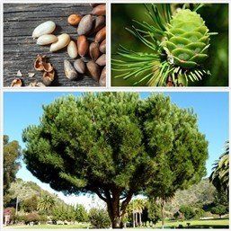Pinus pinea, Pinenut - Pb6.5 (20/60)