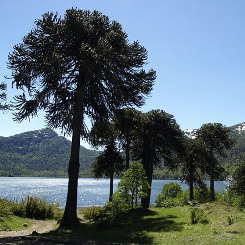 Araucaria araucana, Monkey Puzzle Tree - Pb6.5