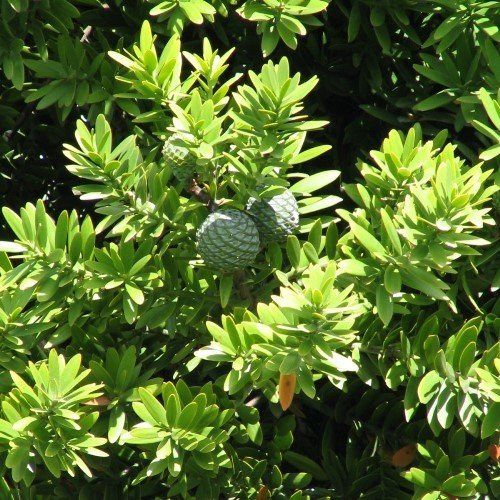 Agathis australis, Kauri - 25Ltr