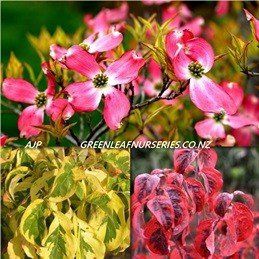Cornus florida Cherokee Sunset - Pb18
