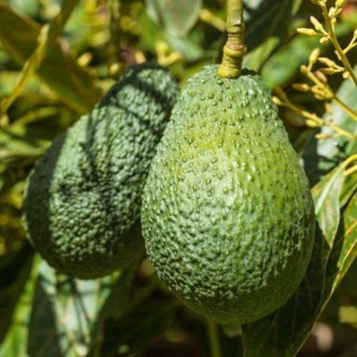 Avocado Hass Large Established Trees