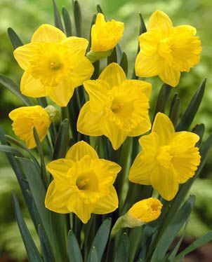 Daffodils - King Alfred