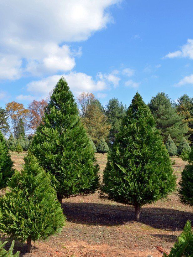 Cupressus leylandii-Leightons Green- Pb5 /Pb6.5