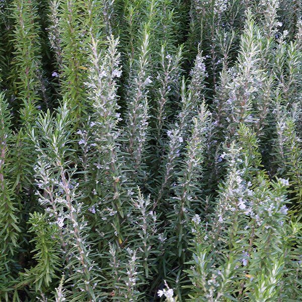 Rosmarinus September Blue - 1.3Ltr (20/30)