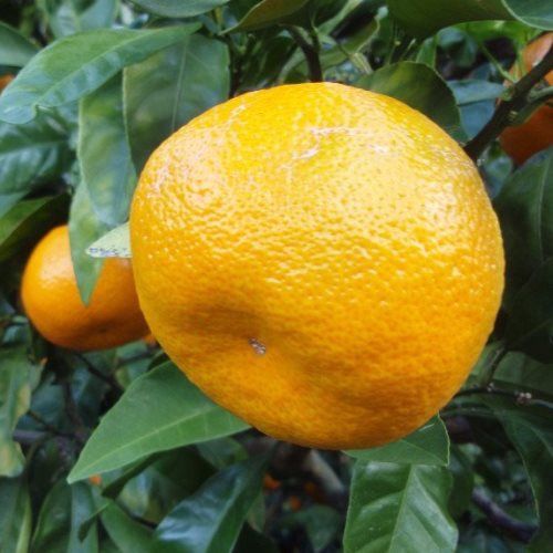 Mandarin Kawano - Pb10