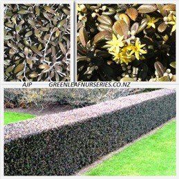 Corokia x Frosted Chocolate - Pb5 (50/60)