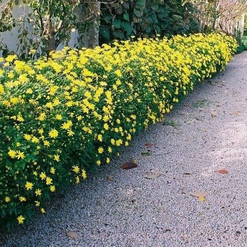 Euryops pectinatus - Pb 6.5 (25/45)