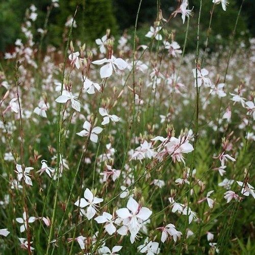 Gaura Sparkle White - Pb3/Pb5