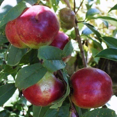 Nectarine Snow Queen - Pb18/Pb28