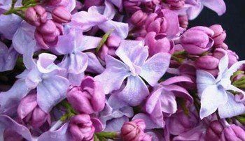 Syringa Katherine Havemeyer, Lilac - Pb12/Pb18