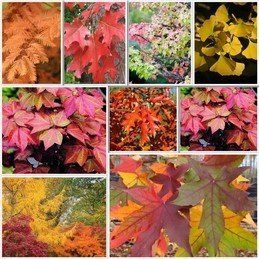 Deciduous Trees Autumn Special