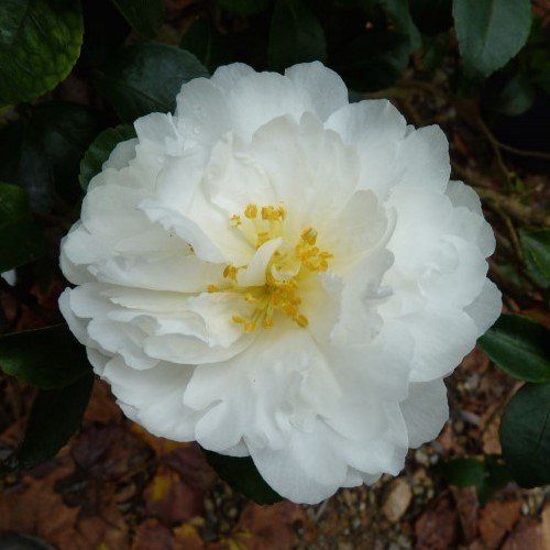 Camellia Moonlight (Mine-No-Yuki) - Pb6.5 (50/100cm)