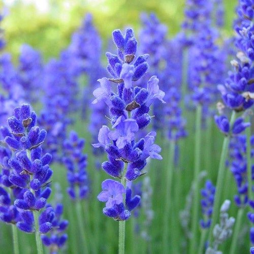 Lavandula angustifolia True Blue - 1.5Ltr