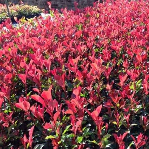 Photinia x Super Red
