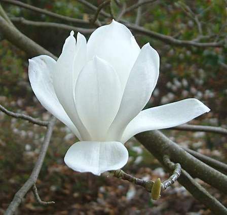 Magnolia denudata, Yulan Magnolia - Pb18