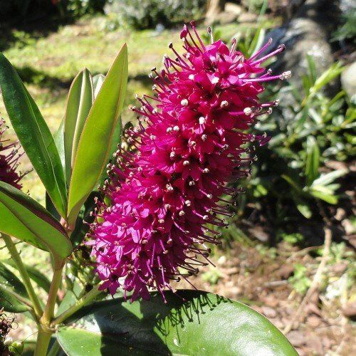 Hebe speciosa, Napuka - 3Ltr (40/90)