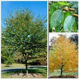 Betula lenta, Sweet Birch - Pb6.5