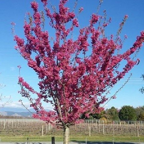 Prunus Felix Jury (H/W) - Pb28