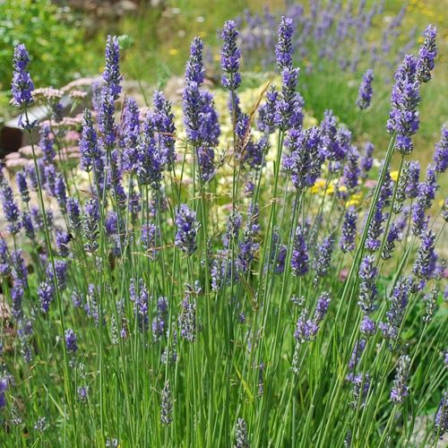 Lavandula x Grosso - 2Ltr