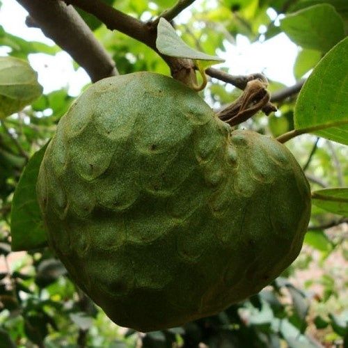 Cherimoya Bronceada-Custard apple-grafted