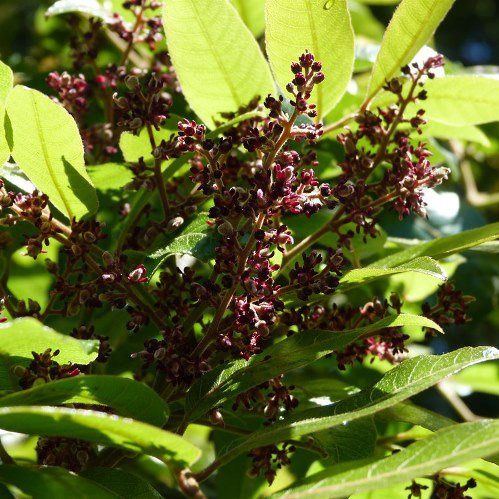 Alectryon excelsus, Titoki - 1.5m tall