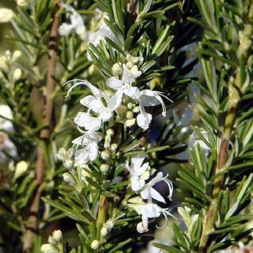 Rosmarinus Lady in White - 2Ltr/2.5Ltr