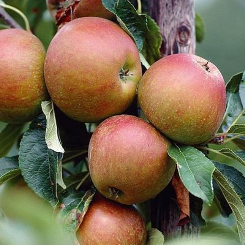 Apple Cox's Orange Pippin - Espalier Pb40