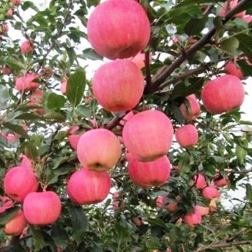 Apple Fuji - Espalier Pb40