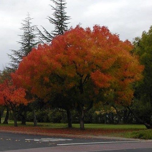 Pistacia chinensis, Chinese Pistachio -Pb18