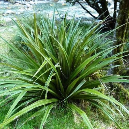 Astelia fragrans, Kakaha - Pb5