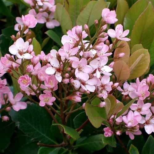 Rhaphiolepis i. Enchantress - Pb5