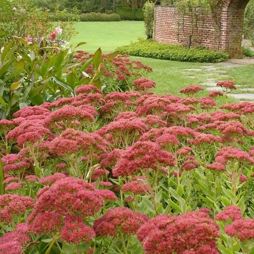 Sedum Autumn Joy, Stonecrop - 2Ltr/2.4Ltr