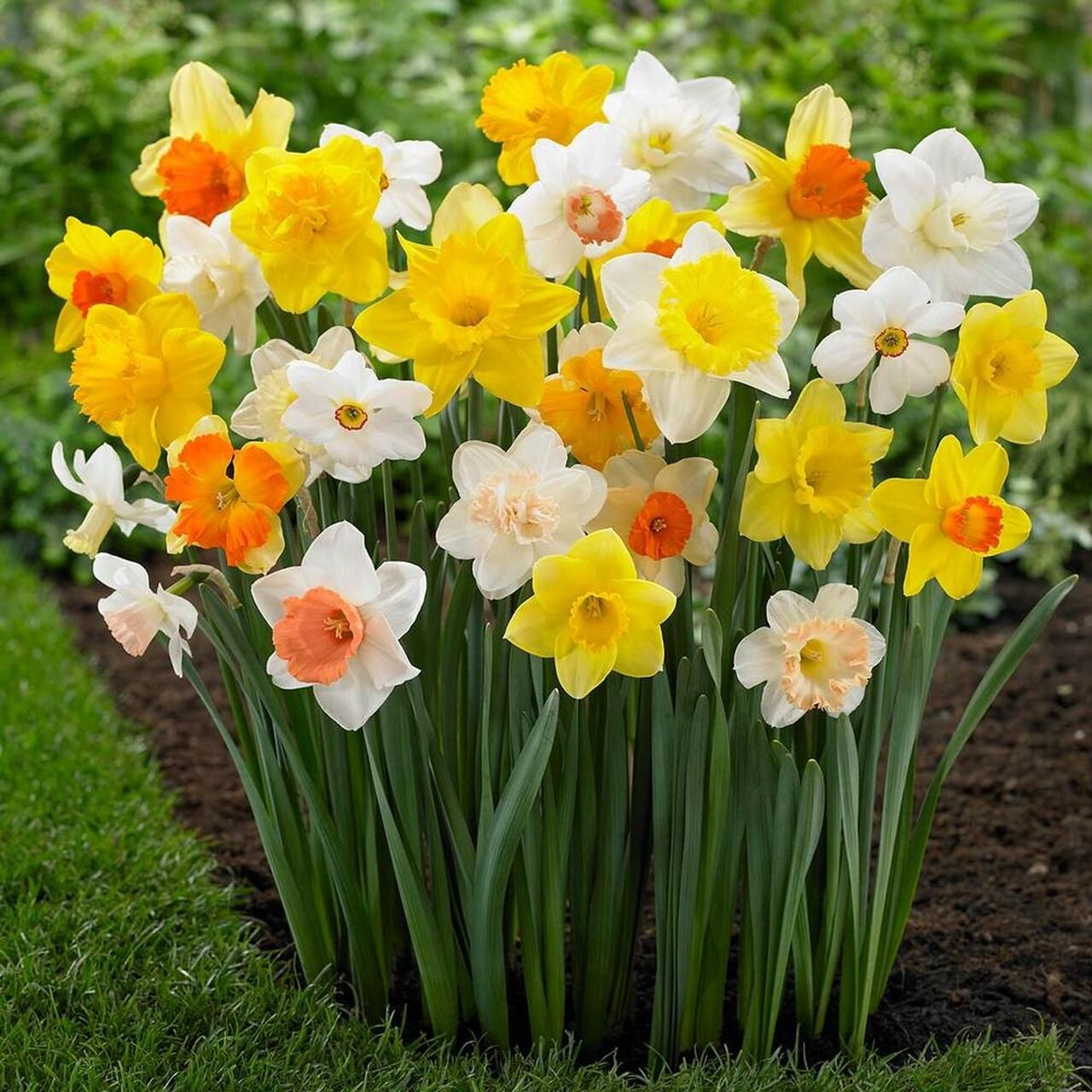 Daffodils - Mixed 40