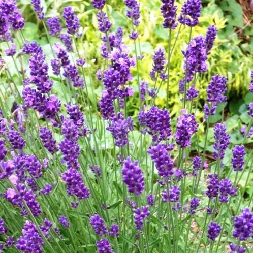 Lavandula angustifolia Foveaux Storm - Pot