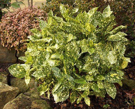 Aucuba Mr Goldstrike, Japanese Laurel - Pb5