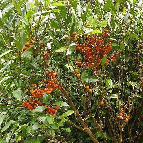 Hedycarya arborea, Pigeonwood - Pb3/4