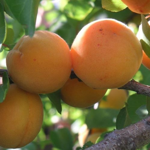 Apricot Katycot - Pb18