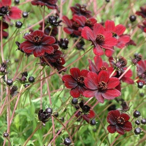 Cosmos atrosanguineus Chocolate Cosmos - 1.5Ltr