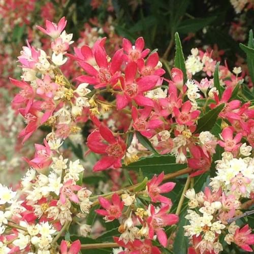 Ceratopetalum gummiferum- Pb6.5