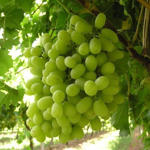 Grape Thompson Seedless - Pb5