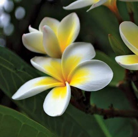 Plumeria mixed Thai hybrids, Frangipani